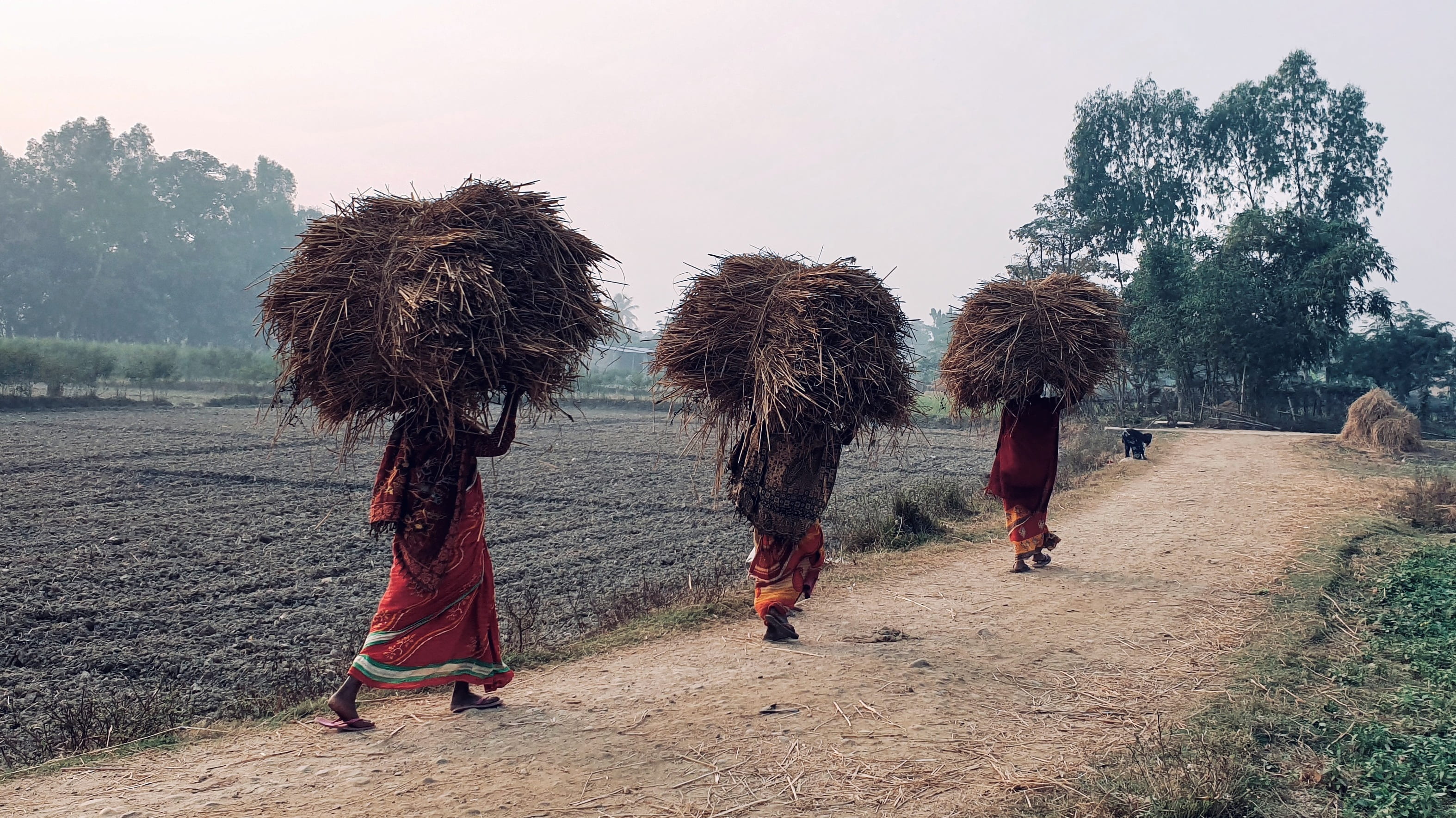 Women play a pivotal role in farming and livestock rearing but their contribution comes at a cost for them with so much drudgery involved. After a day of intensive labour in the farm, here are few women heading back home with fodder | Karjanha Rural Municipality, Siraha