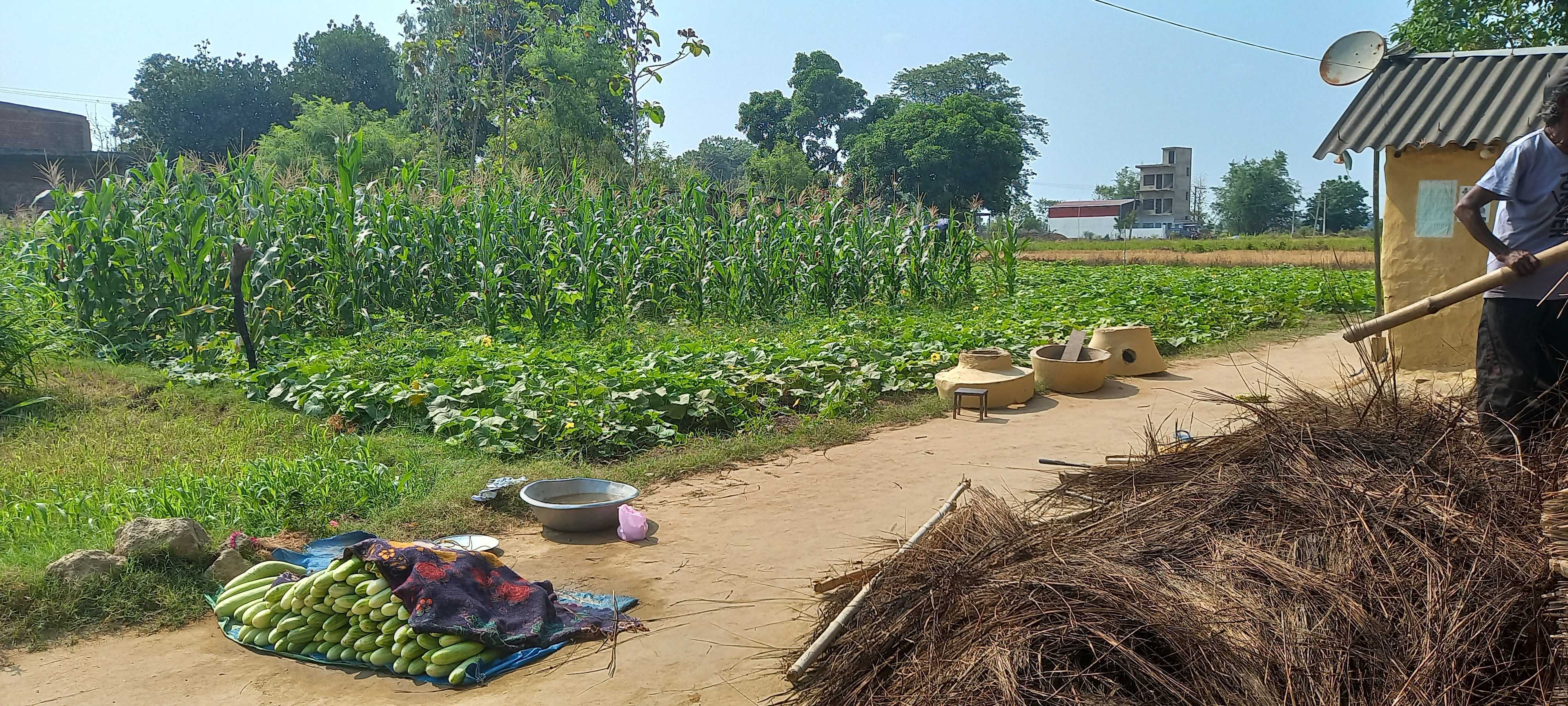 A farmer ready to sell their produce from their farm | Photo by Sushmita Sharma