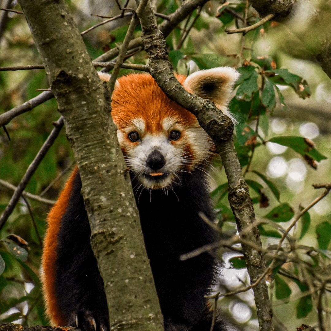 Photo by Red Panda Network (RPN)